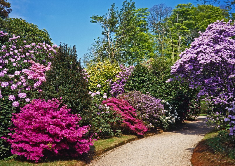 Azalia Azalie kwiaty krzewy piękny ogród A,Colourful,Spring,Display,Of,Azalias,In,A,Cornish,Garden