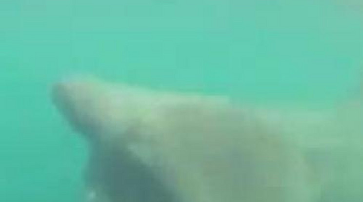 Így került szemtől szembe egy cápával – videó