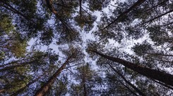 Antyszczepionkowcy wypisują dzieci ze szkół i prowadzą własne lekcje. W lasach