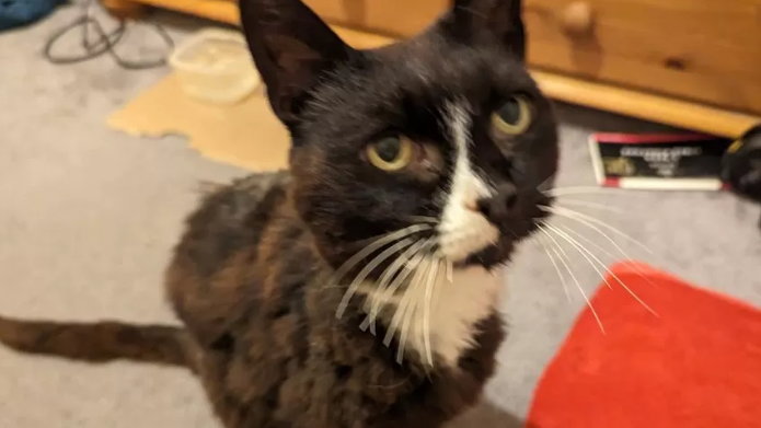 Zaginiona kotka wraca do domu po 11 latach