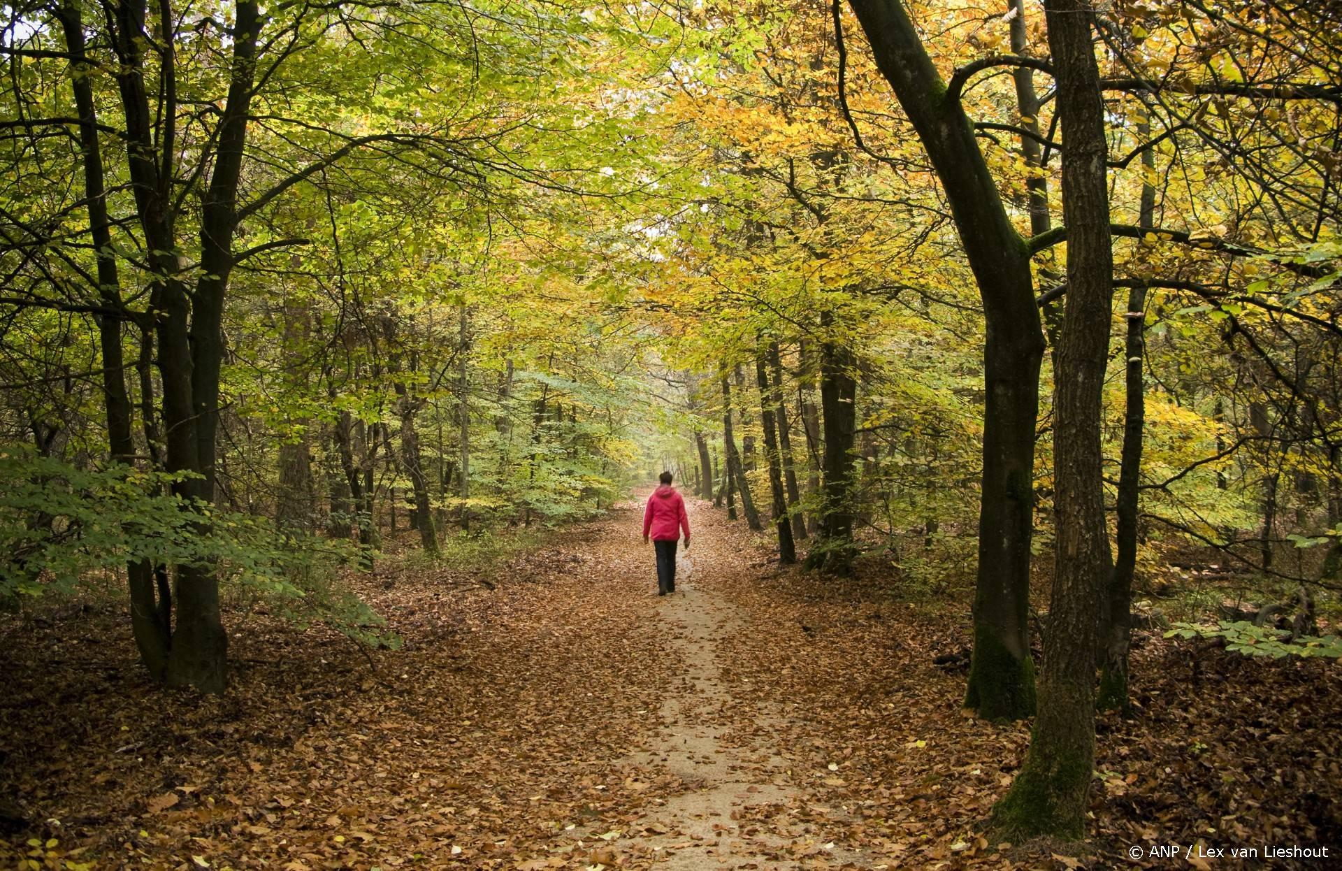 Extreme warmte zorgt voor record-eikeloogst op Veluwe