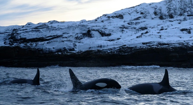 The clear and calm waters of Reisafjorden, in Norway's Far North, have in recent years become the winter playground of the Scandinavian country's killer whale population