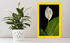 Skrzydłokwiat ma żółte liście? Zrób to, a roślina znów będzie zdrowa