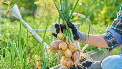 Posadź obok cebuli. W sezonie odwdzięczy się obfitymi plonami