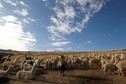 Shepherds Julian and Felipa Rojo catch alpacas for a routine check-up at a range in the Andean community of Upis at the highlands of Cuzco