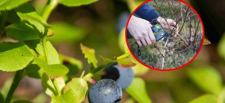 Jak dbać o borówkę amerykańską? O tym ważnym zabiegu musisz pamiętać