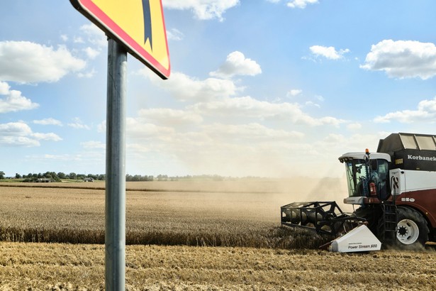 Czy Polska utrzyma pozycję trzeciego producenta zbóż w UE? Są szacunki GUS