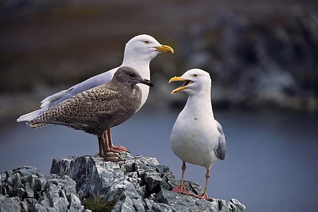 Galeria Wystawa polarnej fotografii przyrodniczej "Ptaki Spitsbergenu", obrazek 51