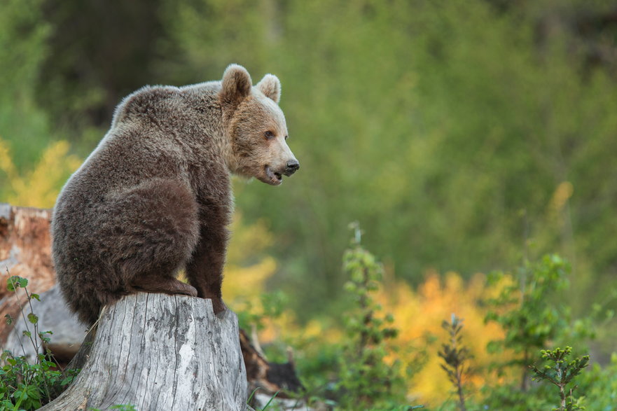 Niedźwiedź brunatny (zdjęcie ilustracyjne) 