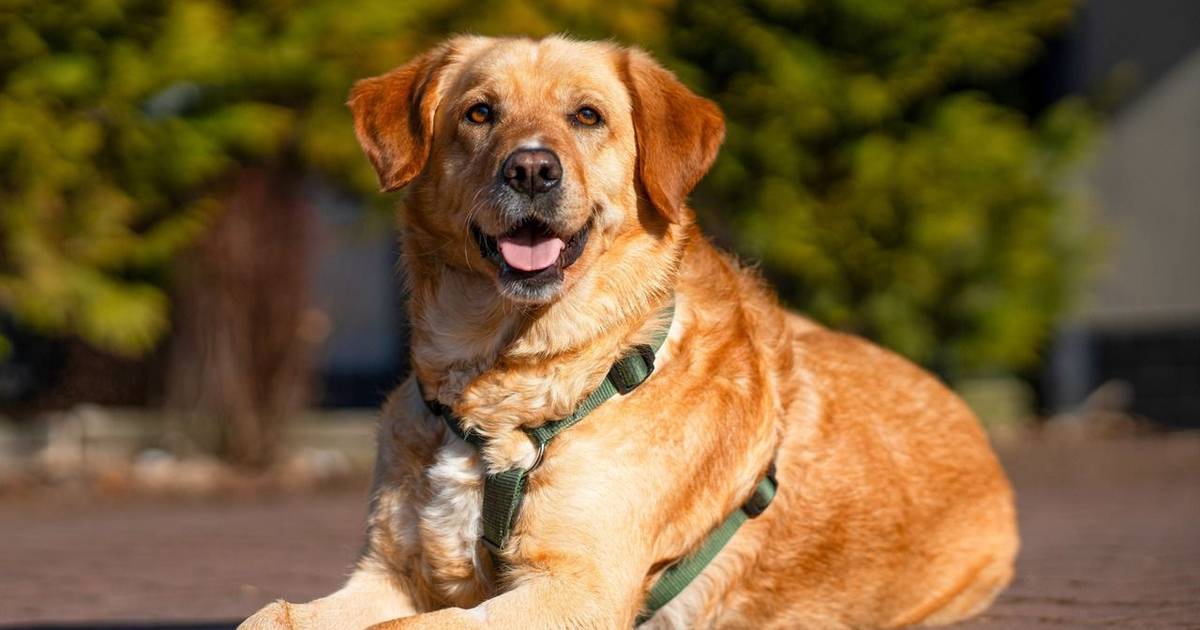 Kaufland i TOZ wspólnie na rzecz zwierząt. Poznaj pyszczki ambasadorów akcji – zwierzaki z charakterem!