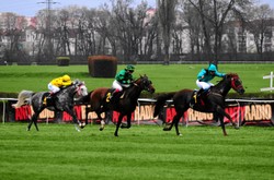 Zobacz, ile państwo traci na konnych wyścigach