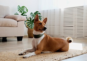 7 rasa pasa najboljih za stan