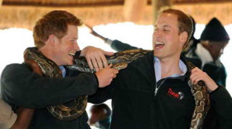 Halálos szorítású kígyó került Harry és Vilmos nyakába