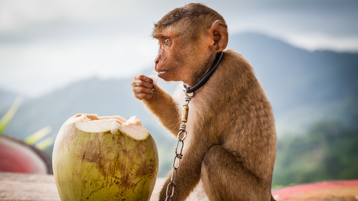 Wielka Brytania: sklepy nie chcą wyrobów z kokosów zbieranych przez małpy