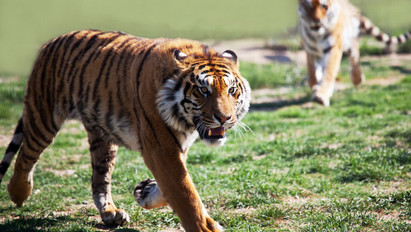 Kijárási tilalom, mindenki maradjon otthon! Két tigris, két oroszlán és egy jaguár szökött meg az állatkertből