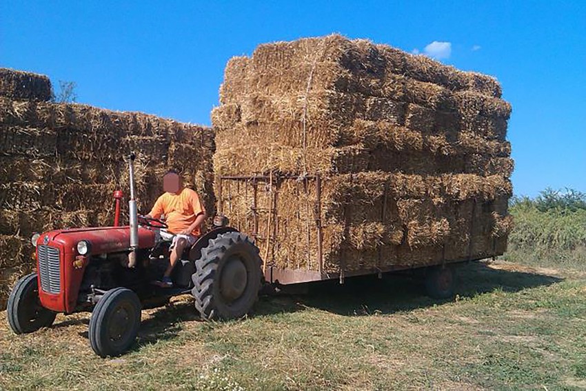 M. M. osumnjičeni za ubistvo Miroslava na gulašijadi