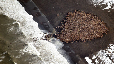 35 tysięcy morsów na plaży. Naukowcy biją na alarm