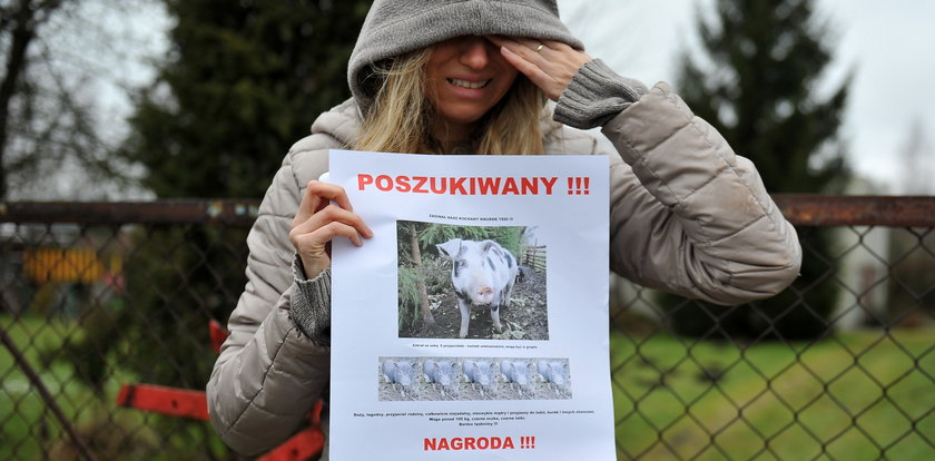 Zostawiła domową świnię rolnikowi. Zwierzę zaginęło!