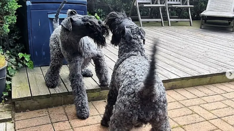  Kerry blue terrier / @kranichkerry, Instagram