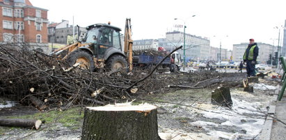 Kto pozwolił na wycinkę drzew w Katowicach?