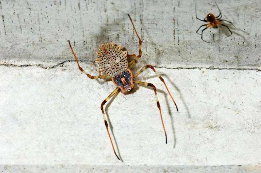 Novčić-pauci nakon seksa sebi odgrizu genitalije