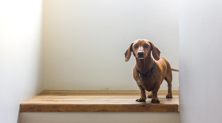 Egy ilyen házi kedvenc verte fel álmából a muronyi családot az égő konyha miatt / Fotó : Shutterstock