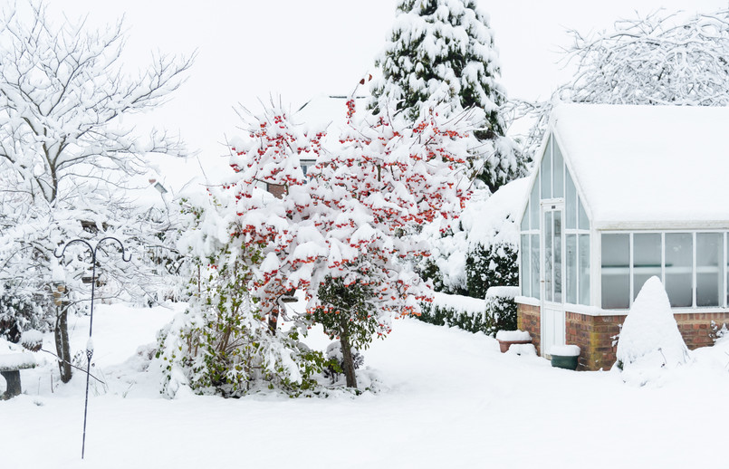 Snow,Covered,Garden,With,Crab,Apple,,Malus,Evereste