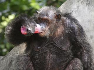 Szympans obalający butlę jakiegoś specyfiku