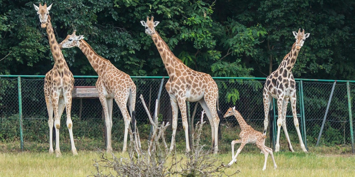 Zoo znów będzie czynne