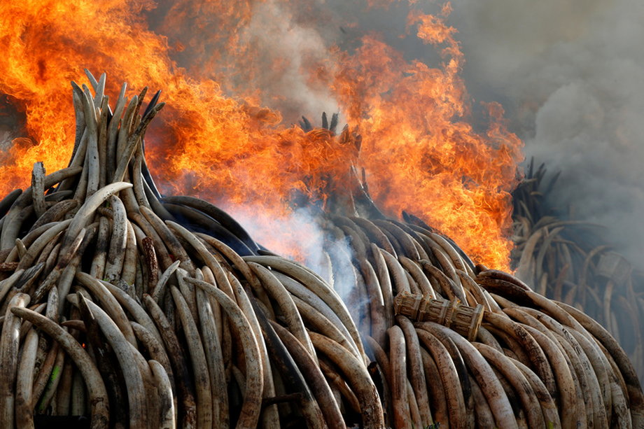 Fire burns part of an estimated 105 tonnes of ivory and a tonne of rhino horn confiscated from smugglers and poachers at the Nairobi National Park near Nairobi, Kenya.