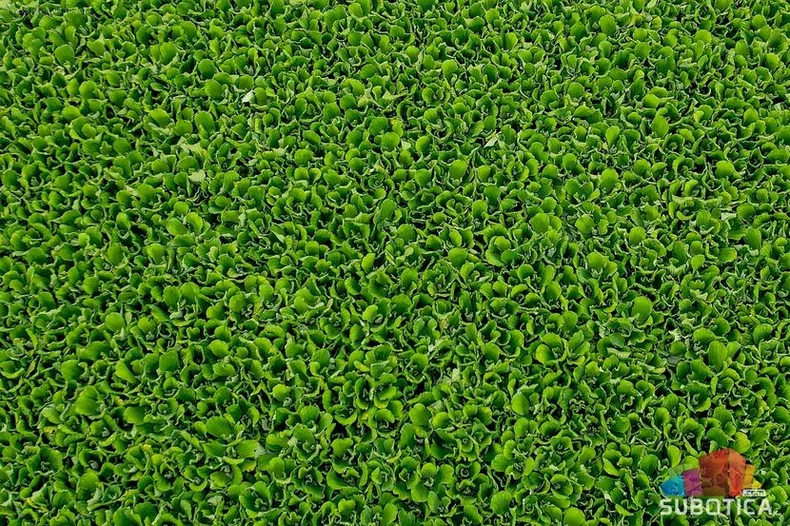 Vodena salata na Palićkom jezeru