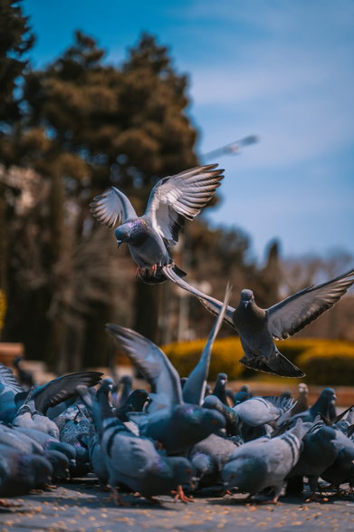 Gołębie. Fot. Pixabay, Akram Huseyn