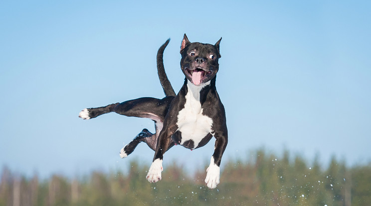 Mi is így repkedtünk örömünkben, mikor ezt az összeállítást készítettük / Fotó: Shutterstock