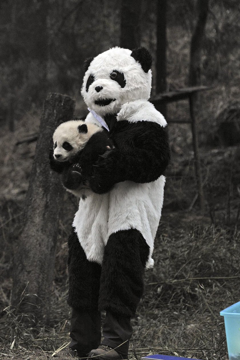 Przedszkole dla pand w Chengdu. Najsłodsze miejsce na świecie!