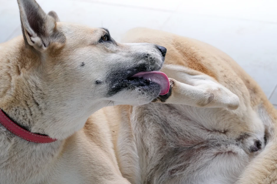 Pas liže svoje šape