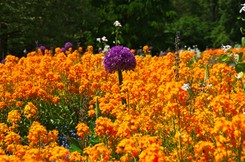 Lak pachnący w ogrodzie - tak wygląda w najpiękniejszych odmianach. Zdjęcia