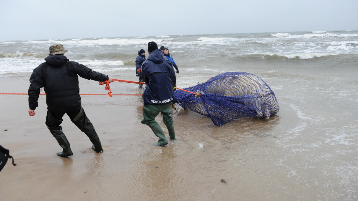 UNIEŚCIE BAŁTYK PLAŻA WIELORYB