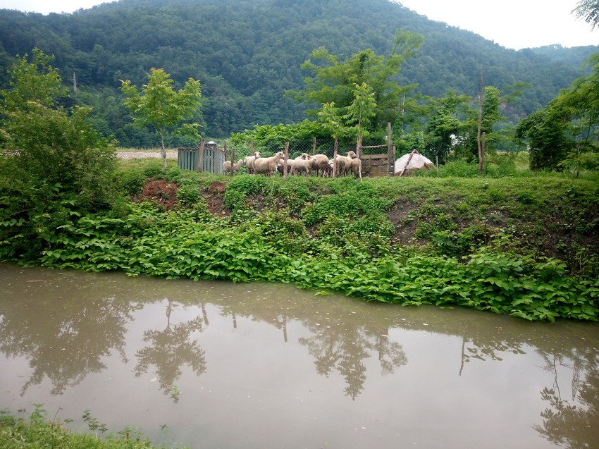 Prijanovići kod Požege: Ovce u toru koji su komšije na brzinu napravile