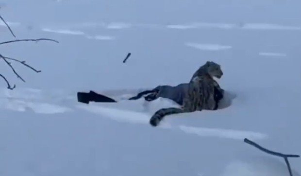 Ženu napao snežni leopard