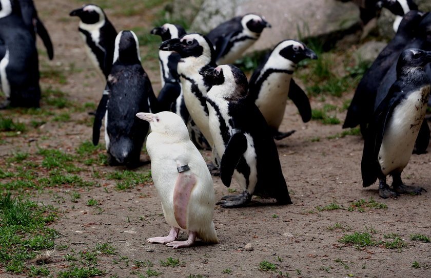 Pingwin albinos został zaakceptowany przez stado