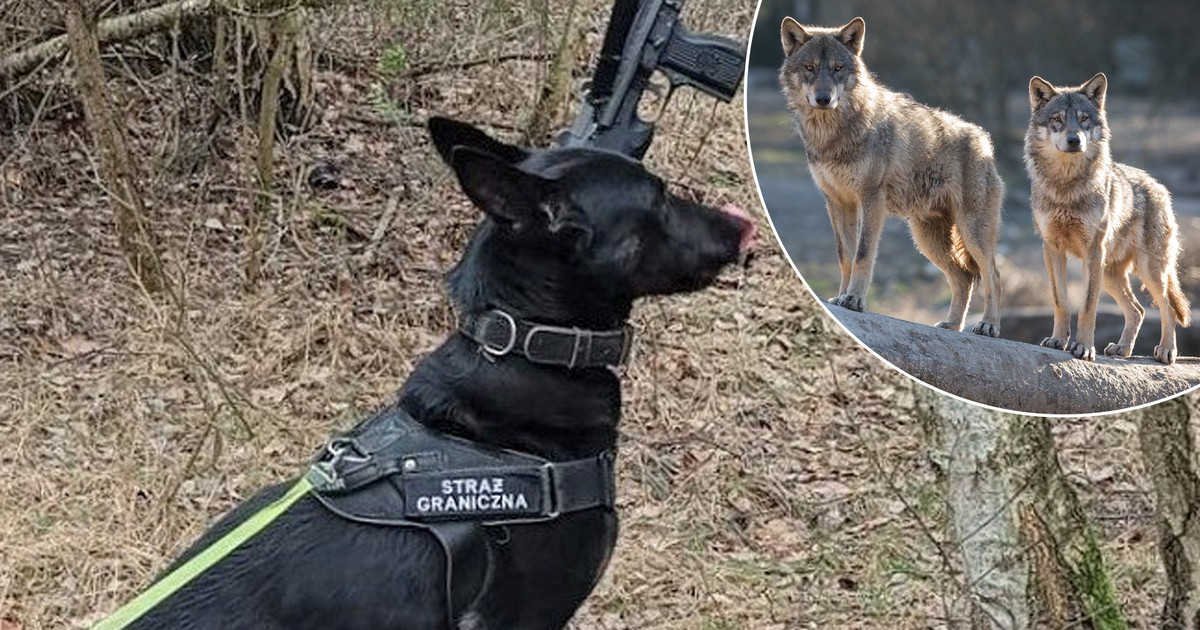 Wilki zagryzły psa służbowego Straży Granicznej. "Zaatakowały w odległości 100 metrów od opiekuna"