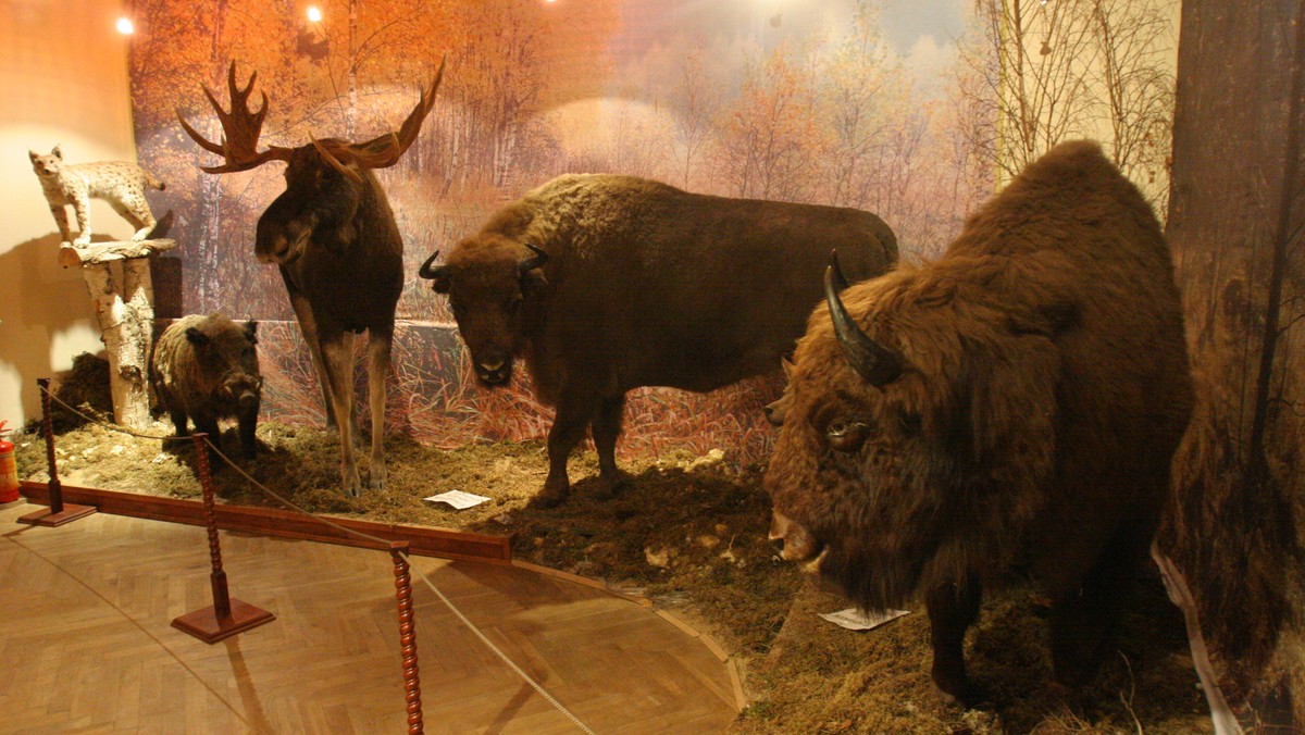 Zwierzęta w czasach Kopernika i współcześnie - nowa wystawa w Muzeum Przyrody