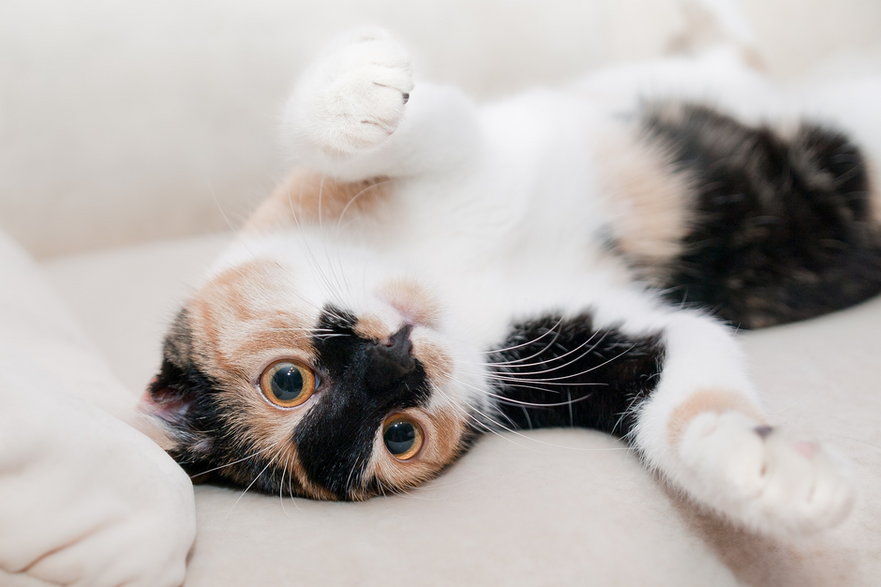 Imię kota może być związane z jego umaszczeniem - pikabum/pixabay.com