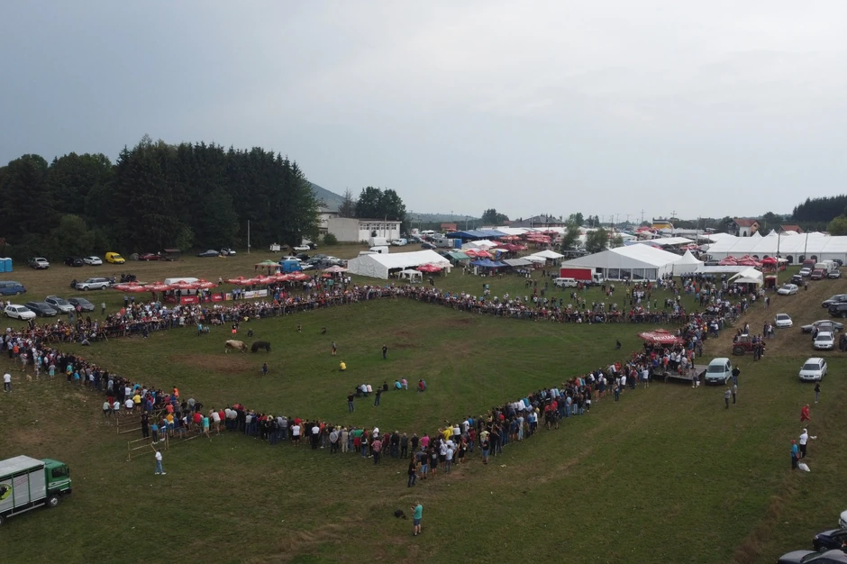 Žestoka borba bikova na Manjači
