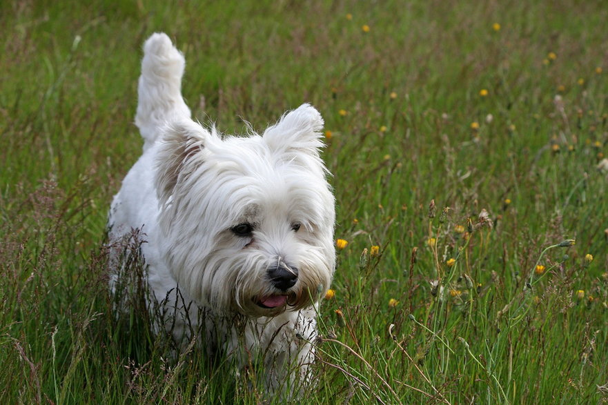 West highland white terrier - fot. Kaz/pixabay.com