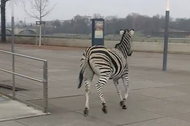 Zebra Drezno