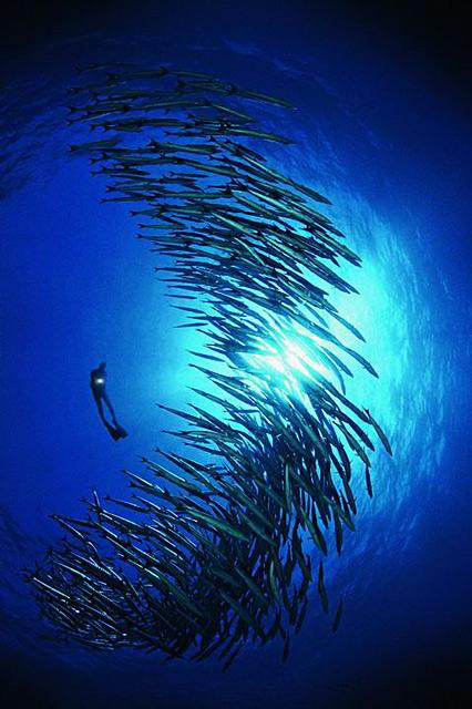 Galeria Papua Nowa Gwinea - podwodny świat, obrazek 3