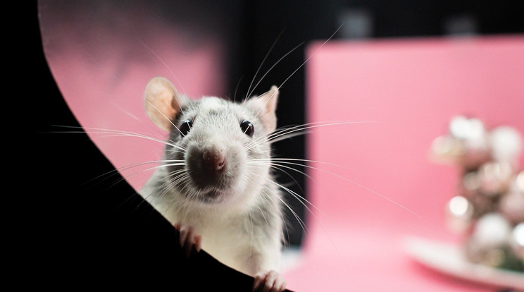 Kutatások szerint a patkányok képesek a számolásra / Fotó: Pixabay /