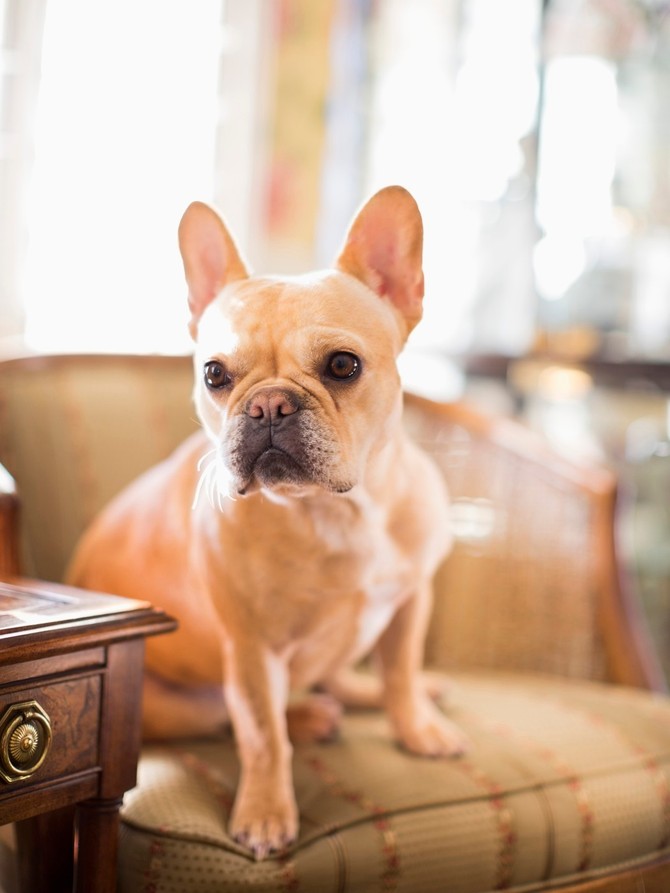 Francuski buldog