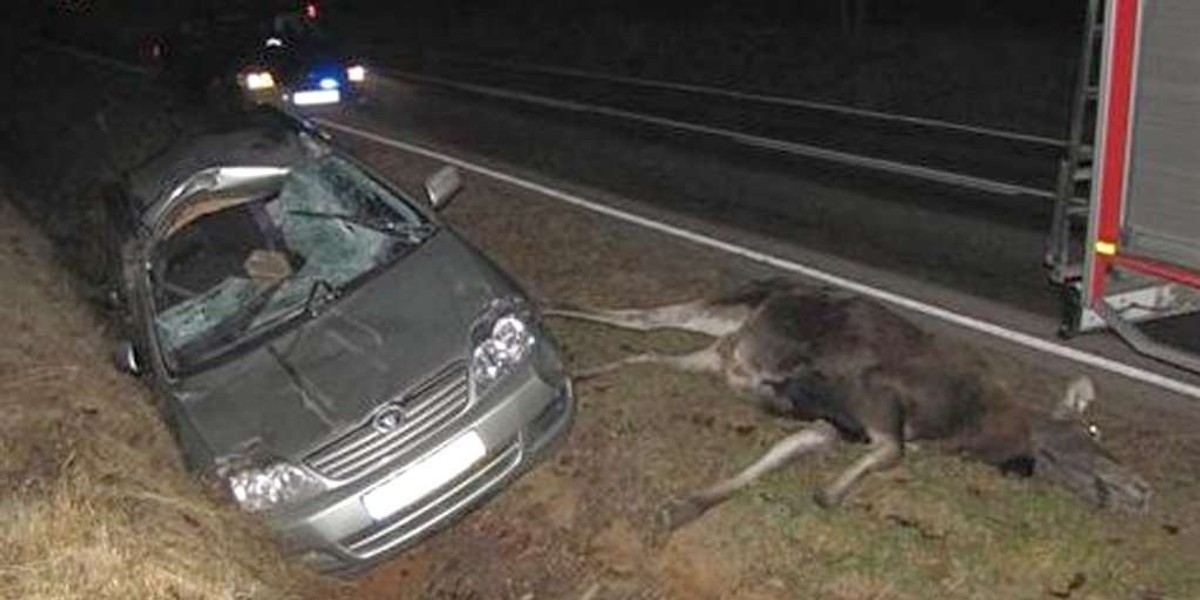 Straszne. Łoś pod kołami toyoty. Foty